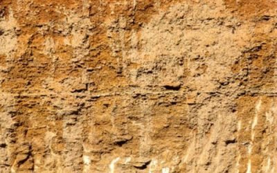 Shell-clay.jpg